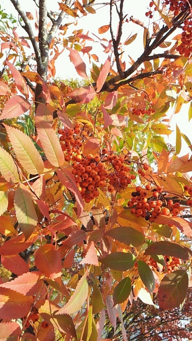 紅葉.jpg
