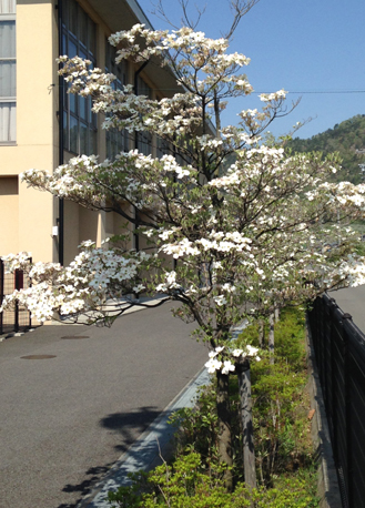IMG_0203はなみずき.jpg