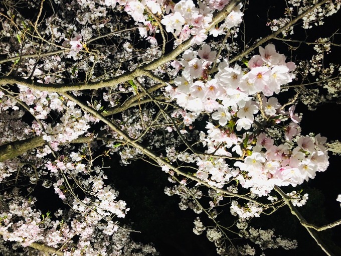 桜2.jpg