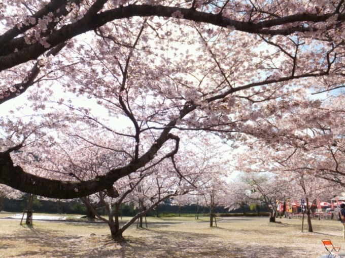 桜2.jpg