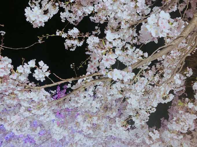 桜3.jpg