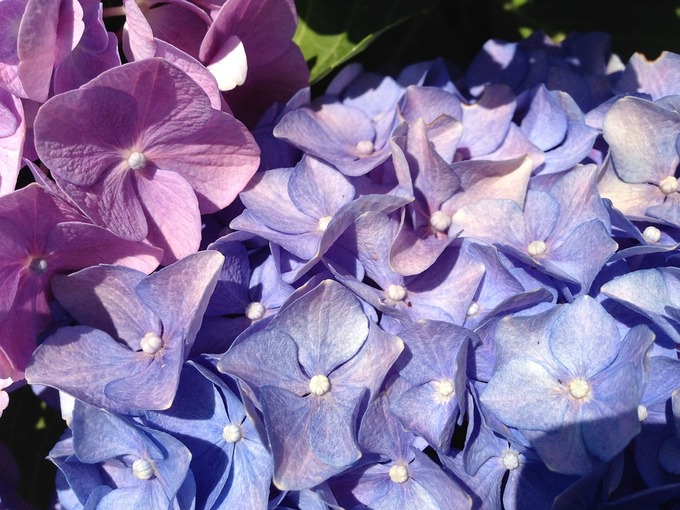 ブログ用 紫陽花.jpg
