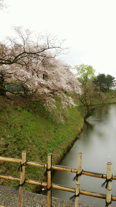 さくら鶴ヶ城.jpg