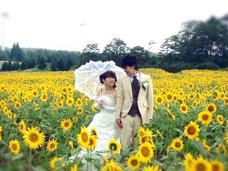 布引ひまわり3.JPG