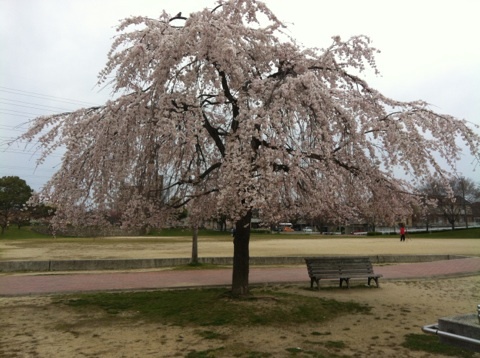 桜.jpg