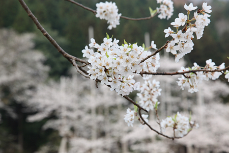 淡墨桜.jpg