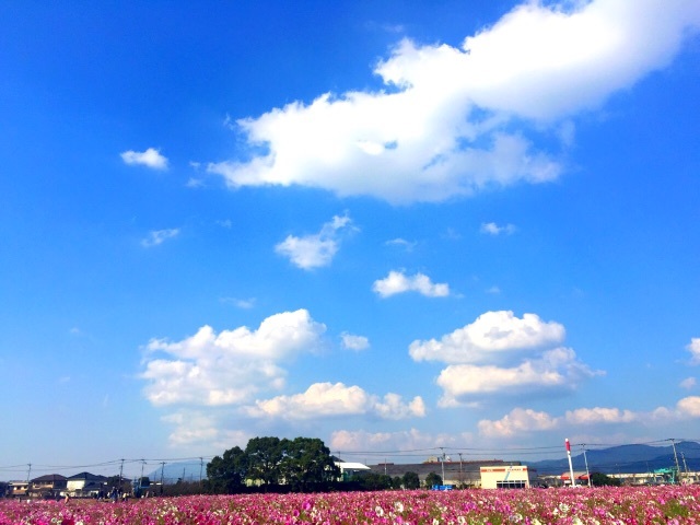 コスモス.jpg