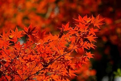 autumn-leaves_00003.jpg