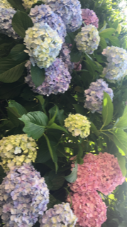 紫陽花 .png