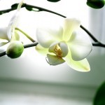 phalaenopsis-150x150.jpg