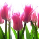 pink-tulip-150x150.jpg